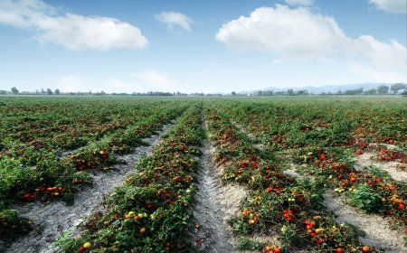 Manca manodopera nei campi. Mercuri: regolarizzare i migranti è una soluzione parziale