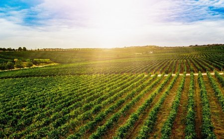 #iobevolombardo: è in arrivo un bando da 3 milioni per vino e Horeca in Lombardia