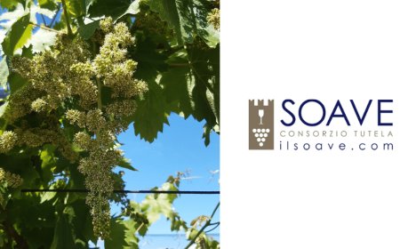 Nel territorio del Soave un protocollo definisce le buone pratiche per la gestione viticola