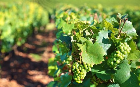 Vinitaly-Nomisma Wine Monitor: segnali positivi dall'export nonostante il Coronavirus