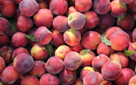 Parte la campagna delle Pesche e Nettarine di Romagna IGP