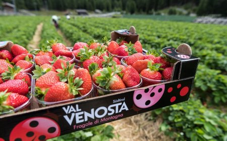 Al via la commercializzazione delle Fragole della Val Martello
