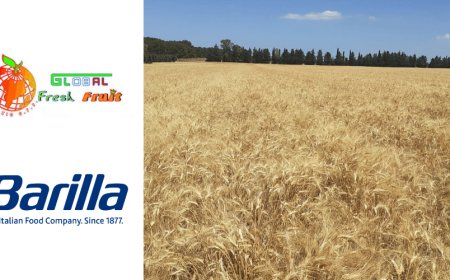 Ottimo il raccolto delle aziende che forniscono Grano Aureo a Barilla
