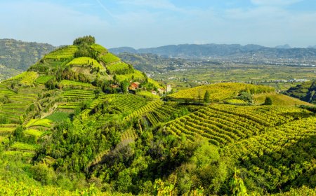 Vigneti eroici e storici tutelati come bene comune. Nuove opportunità per le aree del Soave