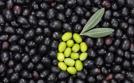 Giacenze nazionali di vino e olio: i dati settimanali sul sito del Mipaaf