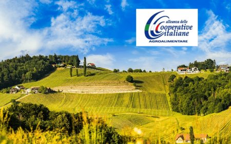 Vino Alleanza Cooperative: giacenze in linea con anno precedente. Quotazioni in calo solo per fascia alta