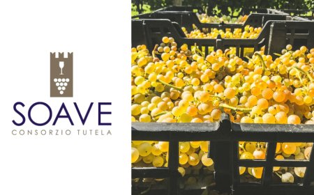 Vendemmia del Soave 2020 di ottima qualità. Si selezionano i vigneti