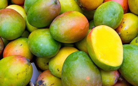 In Sicilia si coltiva il mango "made in Italy"