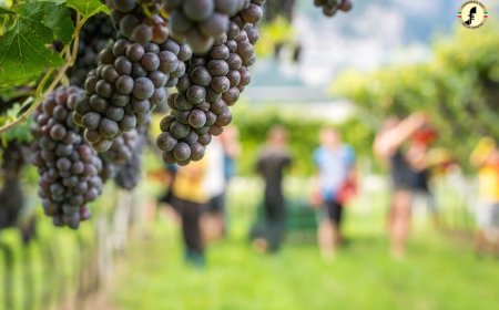 Pinot Grigio delle Venezie chiude un'ottima vendemmia: nel 2020 più imbottigliamenti