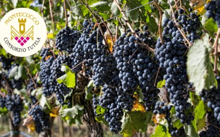 Montecucco: un'annata 2020 dalla qualità impeccabile