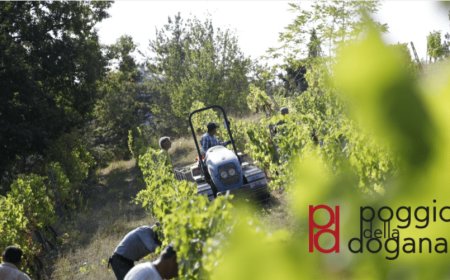 Poggio della Dogana: al via la vendemmia del Sangiovese di Romagna