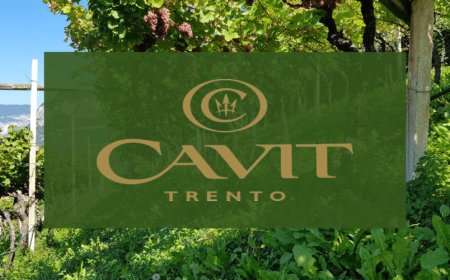 Cavit: con la vendemmia 2020 la raccolta arriva su Whatsapp!