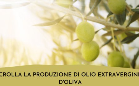 Crolla la produzione di olio extravergine d'oliva