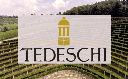 Tedeschi: iniziata la vendemmia all'insegna della sostenibilità