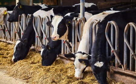 Alleanza Cooperative Agroalimentari si appella ai produttori: "contenere la produzione di latte"