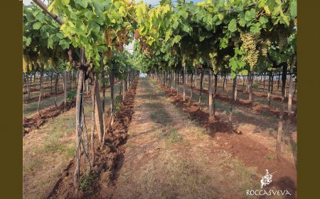 Rocca Sveva ottiene il rinnovo della certificazione VIVA