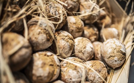 AIBI e ASSITOL a Sigep 2020 con l'arte bianca e i suoi protagonisti