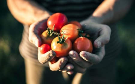 Manca manodopera nei campi e Riccione pensa agli stagionali del turismo