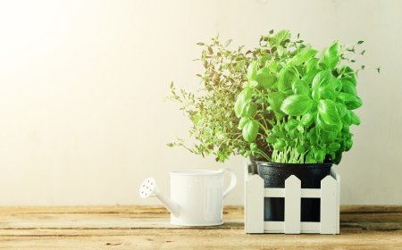 Spopolano gli orti in terrazzo: gli italiani fra pomodori, zucchine e lattughe