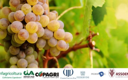 Coronavirus: la filiera del vino richiede la riapertura del canale Horeca