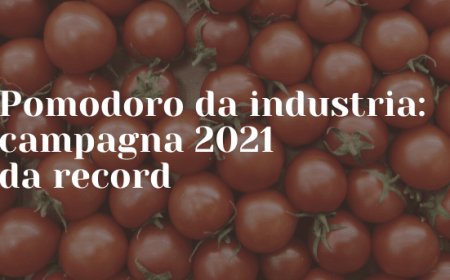 Pomodoro da industria: campagna 2021 da record