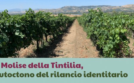 Il Molise della Tintilia, autoctono del rilancio identitario