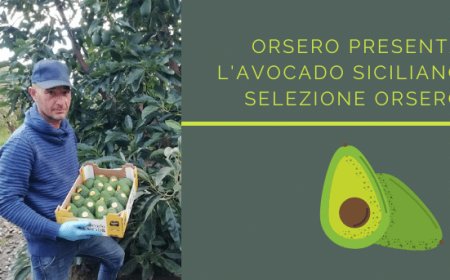 Orsero presenta l'avocado siciliano Selezione Orsero