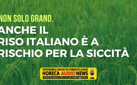 Non solo grano. Anche il riso italiano è a rischio per la siccità