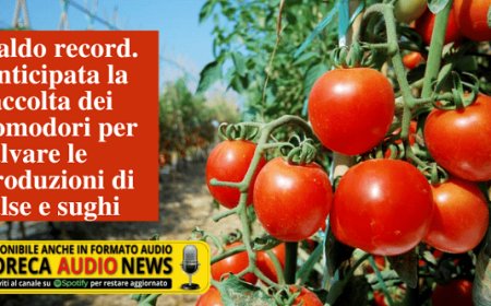 Caldo record. Anticipata la raccolta dei pomodori per salvare le produzioni di salse e sughi