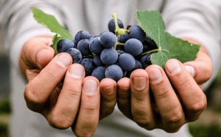 VAN Vignaioli Artigiani Nazionali diventa associazione