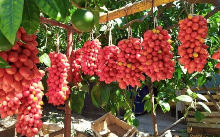 “Tavola Felix”: a Casa Lerario protagonista il pomodorino del piennolo del Vesuvio