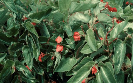 Longino & Cardenal: La Cucina di Longino per Alpin Herbs