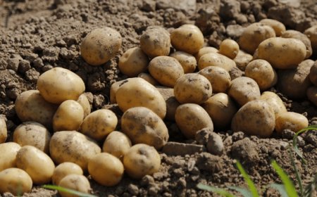 Patate: in Europa nel 2022 prevista la produzione più bassa di sempre