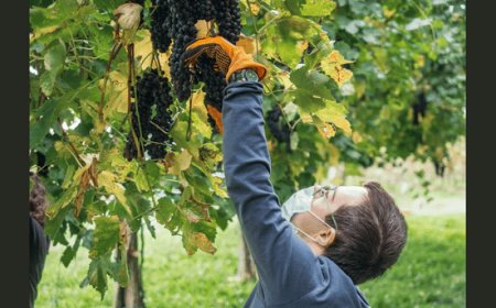 Torna da Cecchetto la vendemmia inclusiva