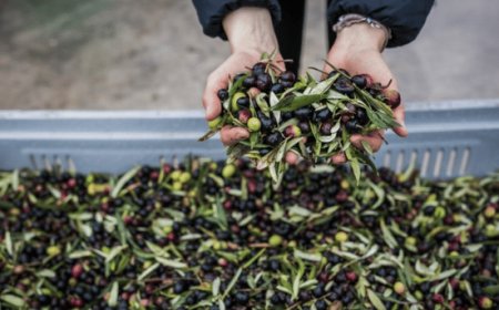 Frantoi Aperti in Umbria: anteprima il 21 e 22 ottobre