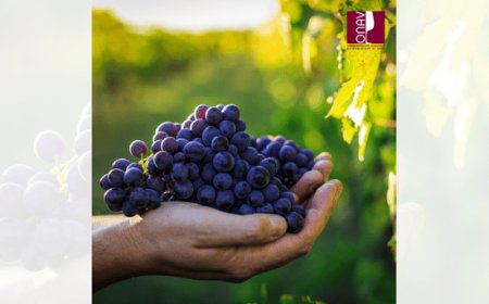 Onav propone un corso dedicato ai "vini ribelli"