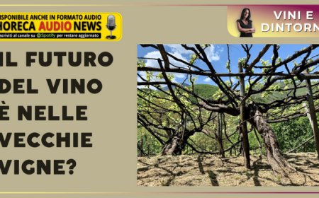 Il futuro del vino è nelle vecchie vigne?