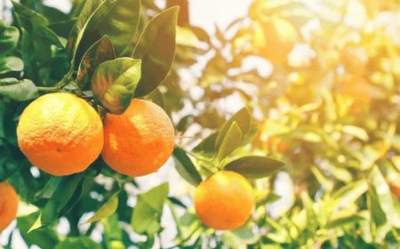 SorrentoOrangeWeek, al via la seconda edizione