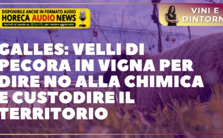 Galles: velli di pecora in vigna per dire no alla chimica e custodire il territorio