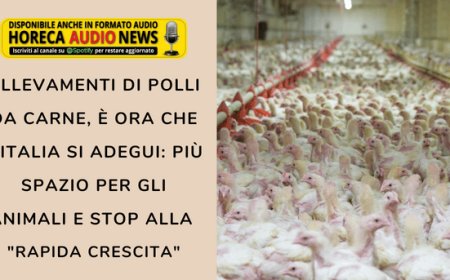 Allevamenti di polli da carne, è ora che l'Italia si adegui: più spazio per gli animali e stop alla "rapida crescita"