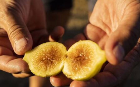 Inizia Cilento Tastes: ecco i nomi degli “artigiani del gusto”