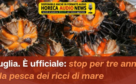 Puglia. È ufficiale: stop per tre anni alla pesca dei ricci di mare