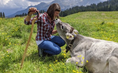 Bee Day. Sono le api il segreto dei 488 formaggi italiani