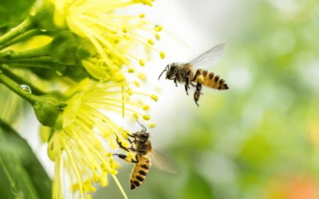 Giornata Mondiale delle api: Germinal Bio sostiene il progetto “Bee my Future” di LifeGate