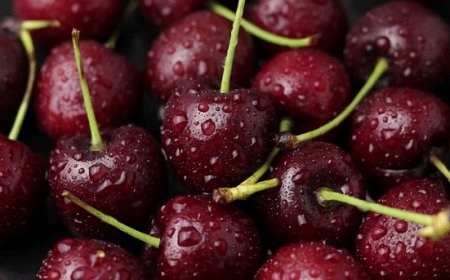 Copagri: cala la produzione di ciliegie a causa del maltempo, ma la qualità resta elevata