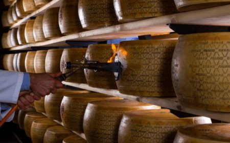 Nasce l’Albo Grana Padano Foraggi e Mangimi