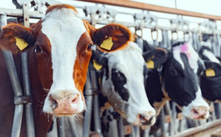 Il Parlamento Europeo esclude i grandi allevamenti dagli obblighi della direttiva sulle emissioni industriali