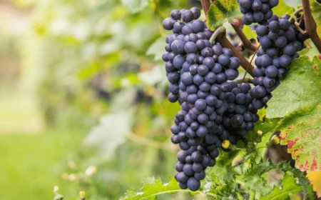 Peronospora in vasti areali della vigna italiana. Prevista riduzione del raccolto