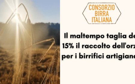 Il maltempo taglia del 15% il raccolto dell'orzo per i birrifici artigianali