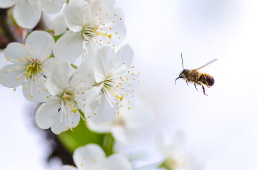 FAO: Necessaria tutela per api e altri impollinatori